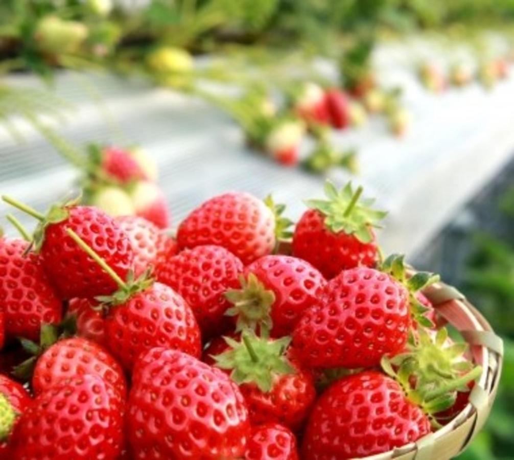 Kobe Hotel Fruit Flower Dış mekan fotoğraf